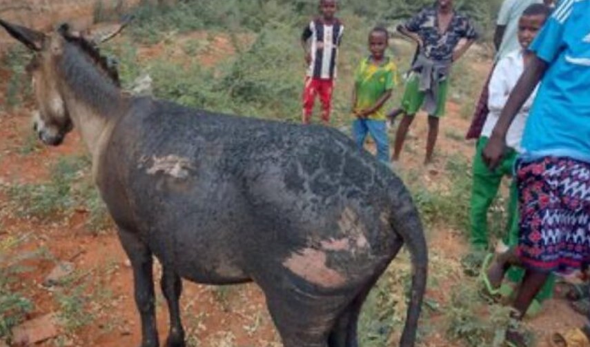 Police Dies After Bomb In Donkey Cart Explodes In Mandera
